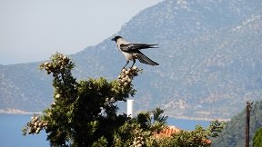 Alonissos Chora, Greece