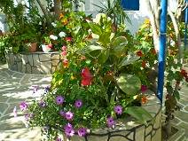 Brothers Pension in Ios