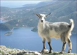 Ithaca hotels, Hotel Mentor