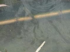 Corfu, Antinioti lagoon