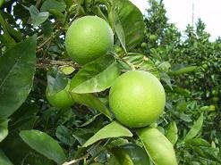 Alikianos, Crete, Kreta.