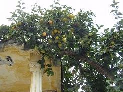 Alikianos, Crete, Kreta.