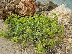 Kalami Beach, Crete, Kreta.