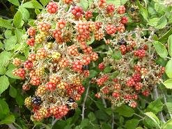 Kalami Beach, Crete, Kreta.