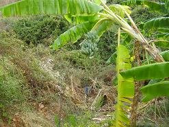 Kalami Beach, Crete, Kreta.