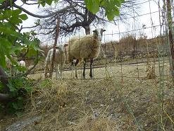 Katochori, Katohori, Crete, Kreta.