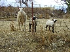 Katochori, Katohori, Crete, Kreta.