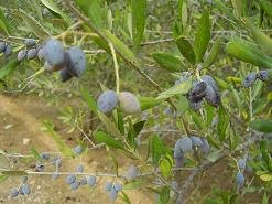 Kontopoula, Crete, Kreta.