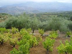 Kontopoula, Crete, Kreta.