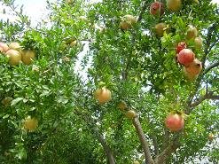 Koufos, Crete, Kreta.