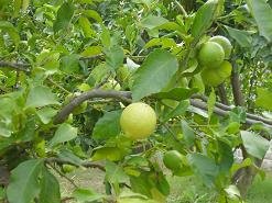 Koufos, Crete, Kreta.