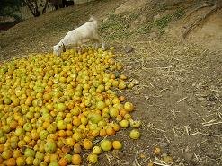 Koufos, Crete, Kreta.