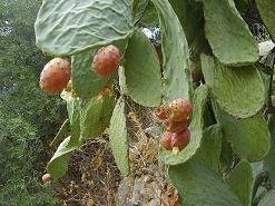 Malaxa, Crete, Kreta.