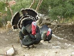 Megala Chorafia, Crete, Kreta.