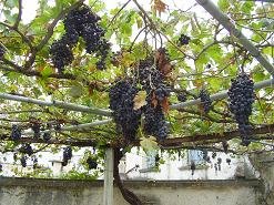 Melidoni, Crete, Kreta.