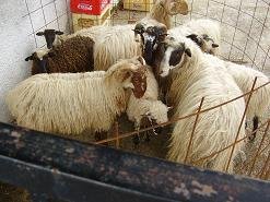 Melidoni, Crete, Kreta.