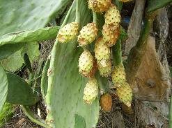 Pemonia, Crete, Kreta.