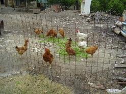 Pemonia, Crete, Kreta.