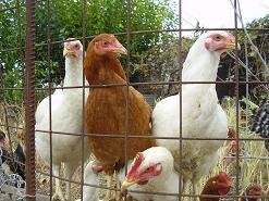 Pemonia, Crete, Kreta.