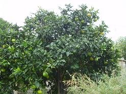 Pemonia, Crete, Kreta.