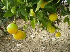 Psathogiannos, Crete, Kreta.