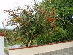 Tzitzifes, Crete, Kreta.