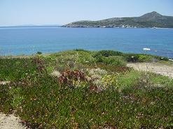 around Dolphin Apartments in Antiparos