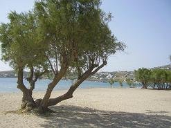 Paros, Parikia, Livadia Beach