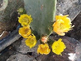 Thirassia