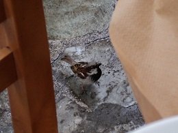 Cava D'Oro taverna in Karystos Evia