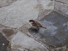 Cava D'Oro taverna in Karystos Evia