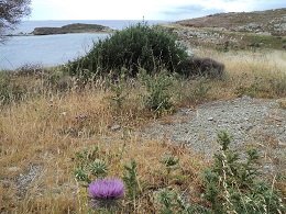Evia Cape Paxamida, Paxamida island