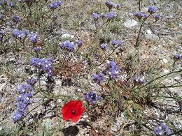 Evia Cape Paxamida, Paxamida island