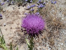 Evia Cape Paxamida, Paxamida island