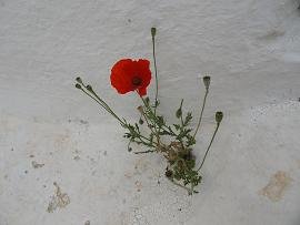 Folegandros Chora Panagia Church