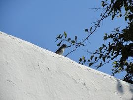 Folegandros, Chora, Pounta Garden Restaurant
