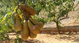 Nea Fokea, Nea Fokaia, Kassandra, Halkidiki