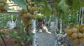 Nea Fokea, Nea Fokaia, Kassandra, Halkidiki