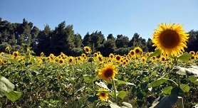 Kriopigi, Kassandra, Halkidiki