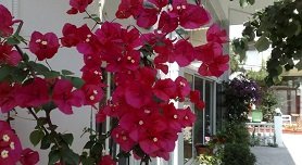 Chaniotis, Khanioti, Kassandra, Halkidiki