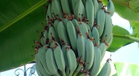 Pefkochori, Pefkohori, Kassandra, Halkidiki