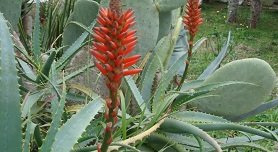 Pefkochori, Pefkohori, Kassandra, Halkidiki