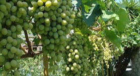 Pefkochori, Pefkohori, Kassandra, Halkidiki