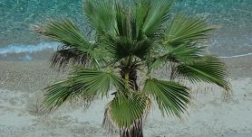 Pefkochori, Pefkohori, Kassandra, Halkidiki