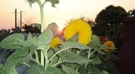 Nea Skioni, Kassandra, Halkidiki