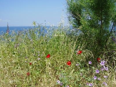 Mytilini, Mitilini, Mytilene