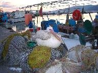 Pelican in Skala Kalonis