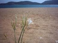 Antiparos, Agios Georgios