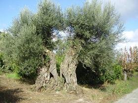 Deres, Kreta, Crete