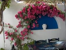 Dolphin Apartments in Antiparos